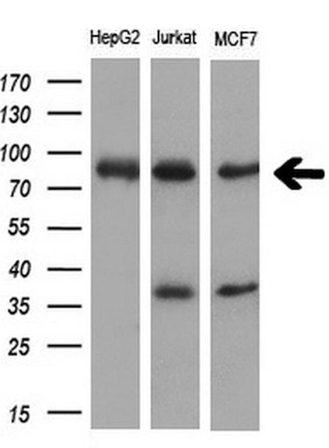 XRCC1 Antibody in Western Blot (WB)