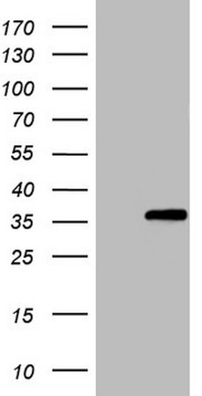 ZFAND1 Antibody in Western Blot (WB)