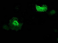 ZFAND2B Antibody in Immunocytochemistry (ICC/IF)