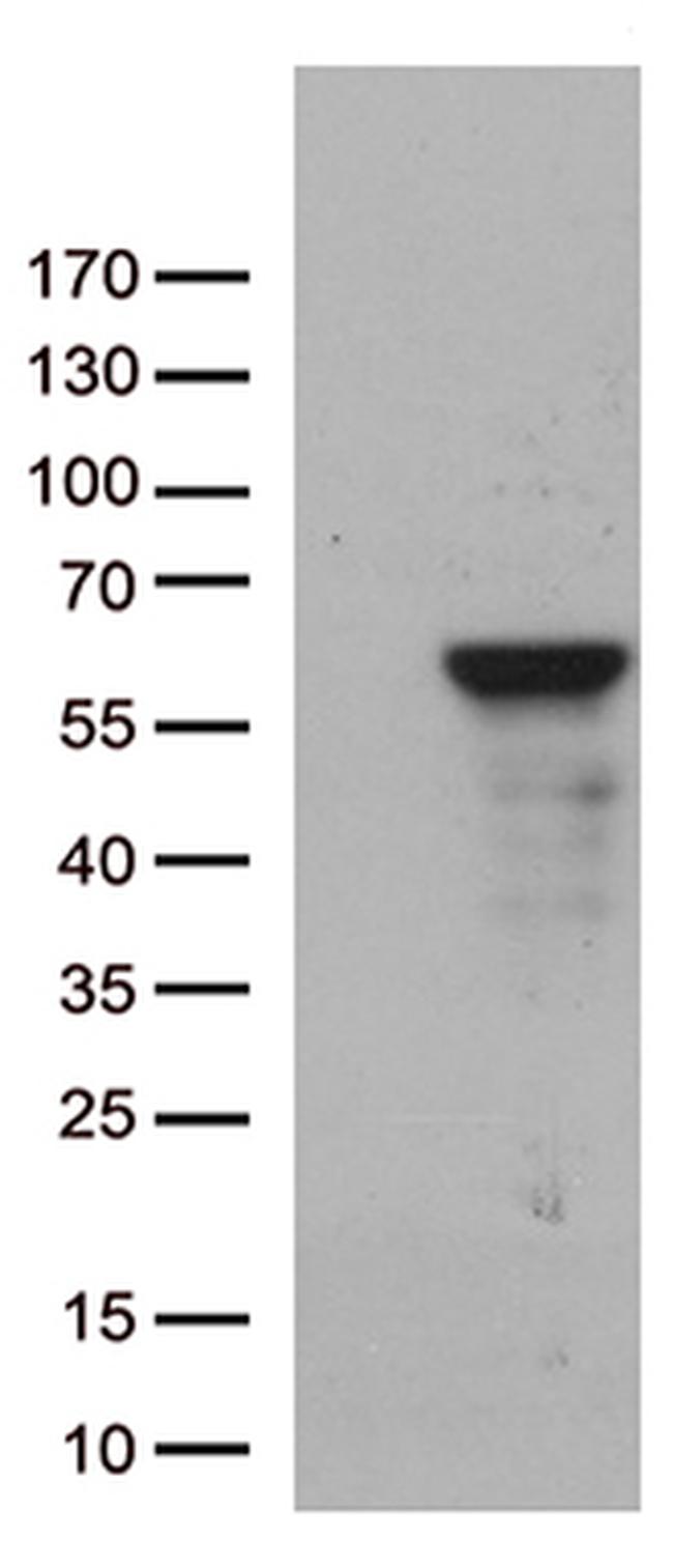 ZNF480 Antibody in Western Blot (WB)