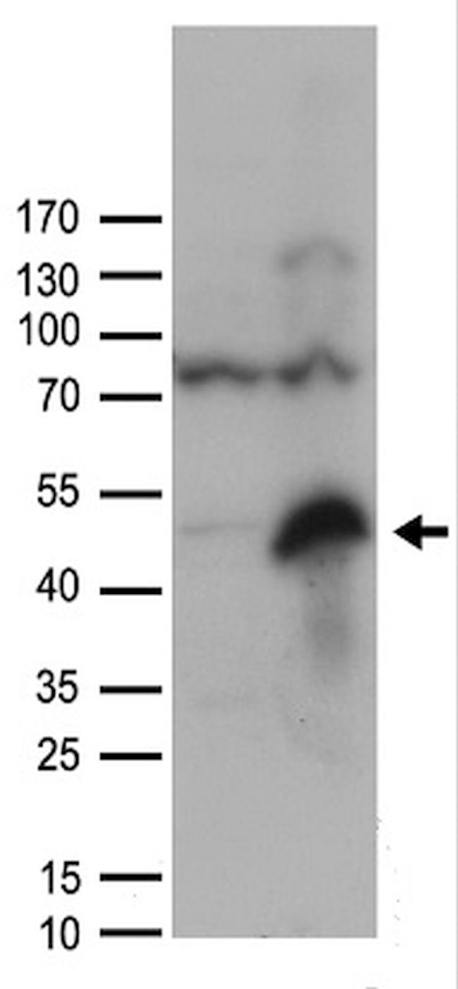 ZP3 Antibody in Western Blot (WB)