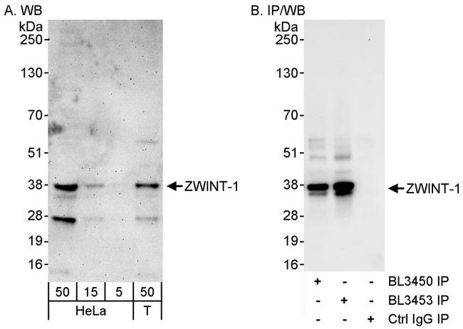ZWINT-1 Antibody in Western Blot (WB)