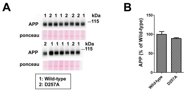 beta Amyloid (1-42) Antibody in Western Blot (WB)