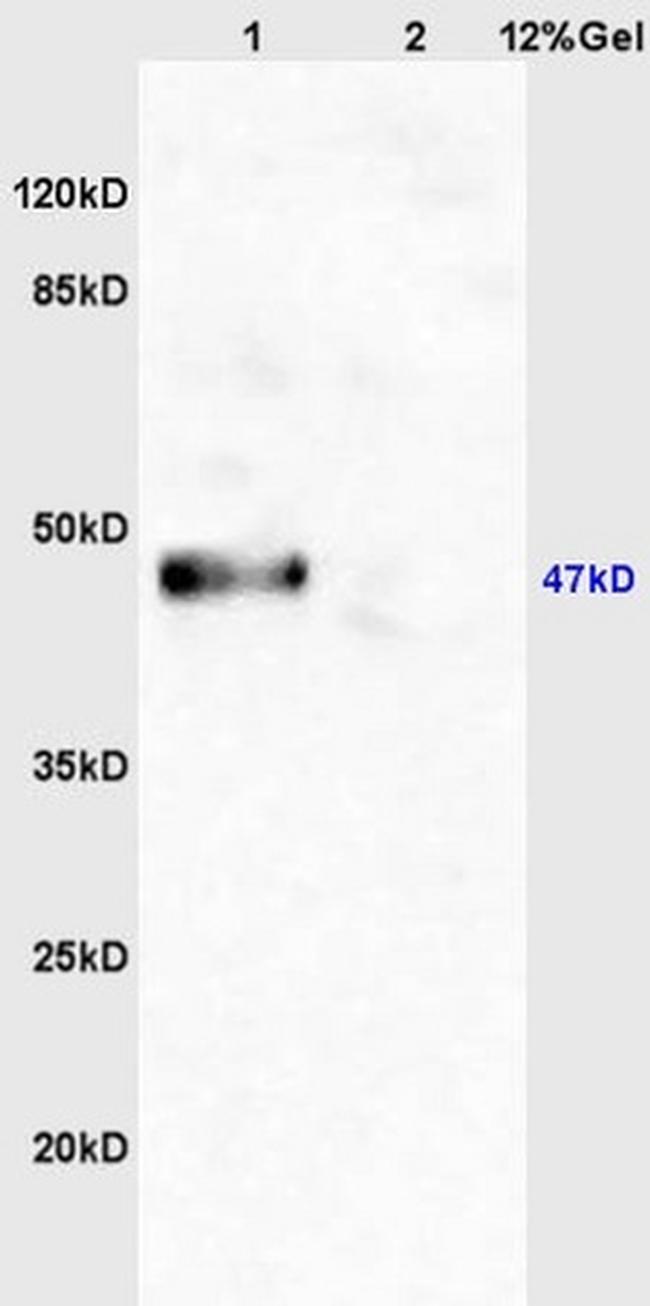 GSK-3 Beta CT Antibody in Western Blot (WB)