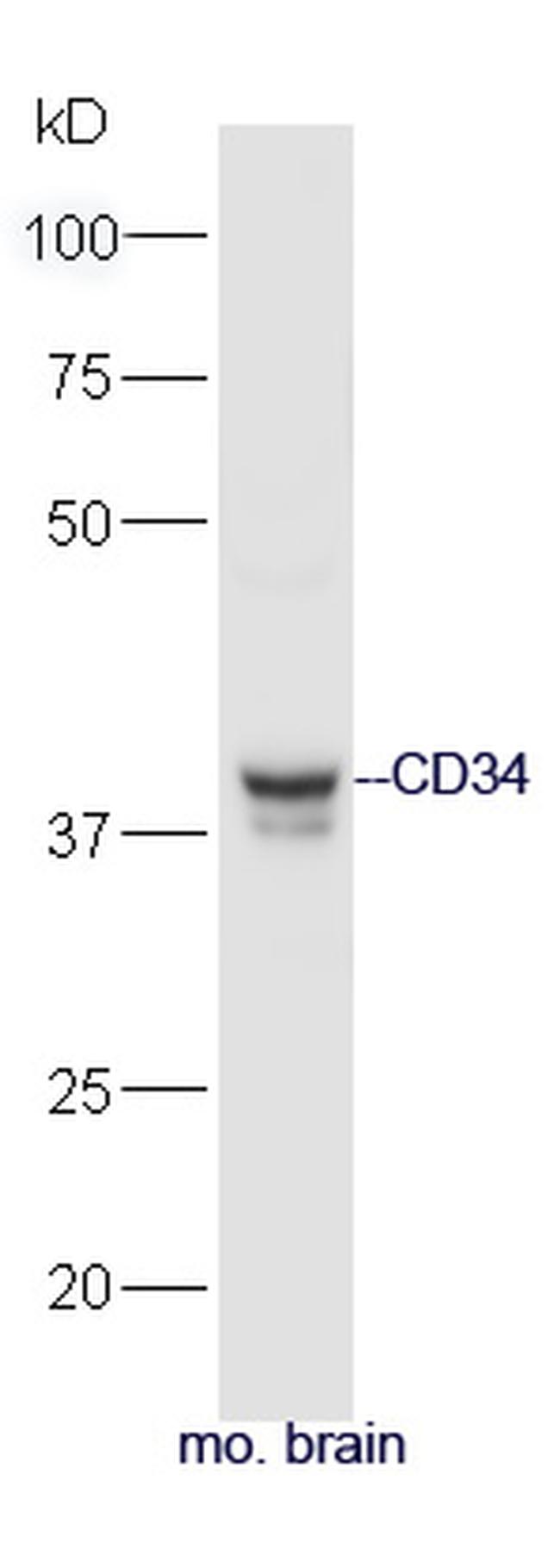 CD34 Antibody in Western Blot (WB)