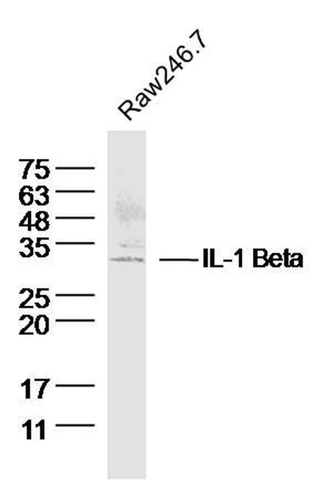 IL-1 Beta Antibody in Western Blot (WB)