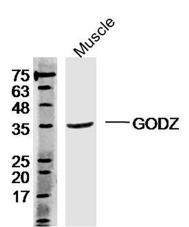 ZDHHC3 Antibody in Western Blot (WB)