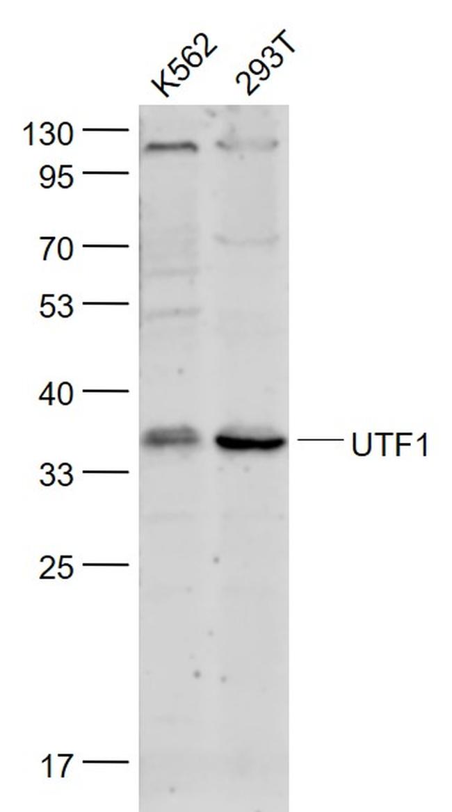 UTF1 Antibody in Western Blot (WB)