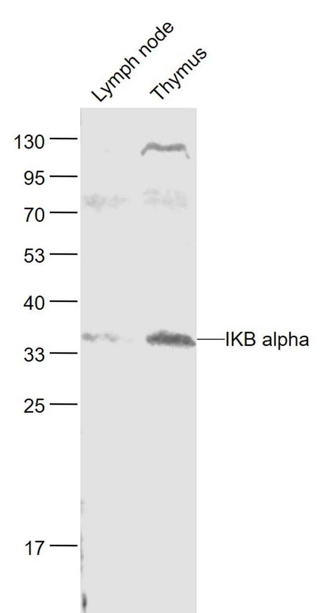 NFKBIA/IKB alpha Antibody in Western Blot (WB)