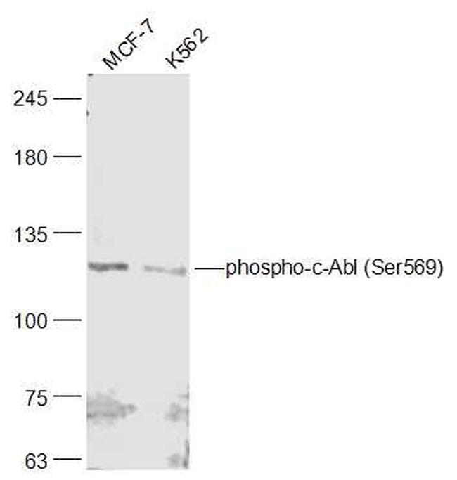 Phospho-c-Abl (Ser569) Antibody in Western Blot (WB)