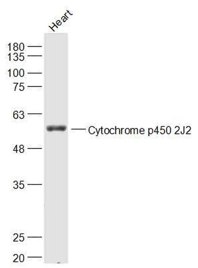 Cytochrome p450 2J2 Antibody in Western Blot (WB)