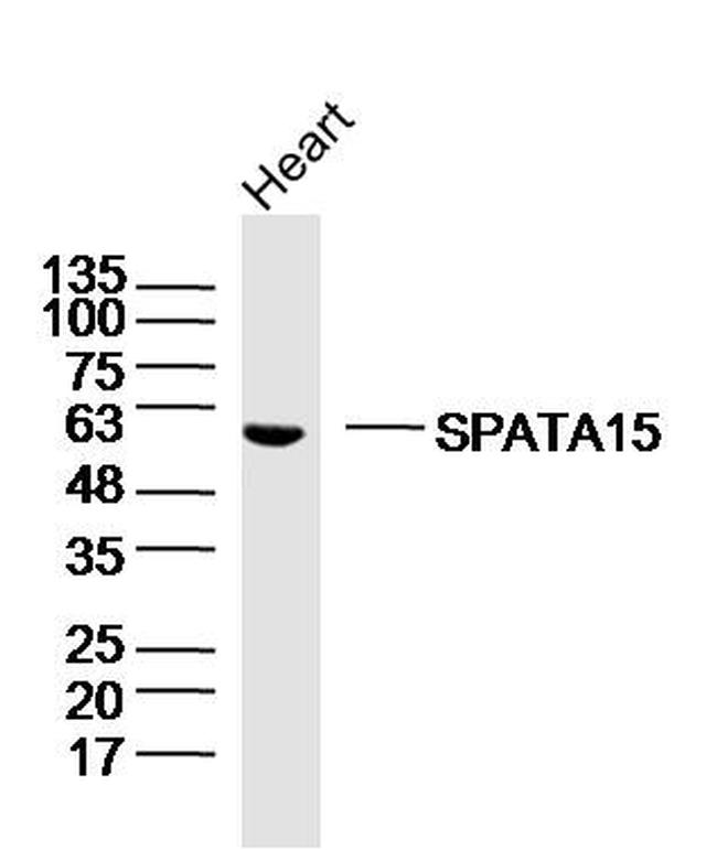SPATC1 Antibody in Western Blot (WB)