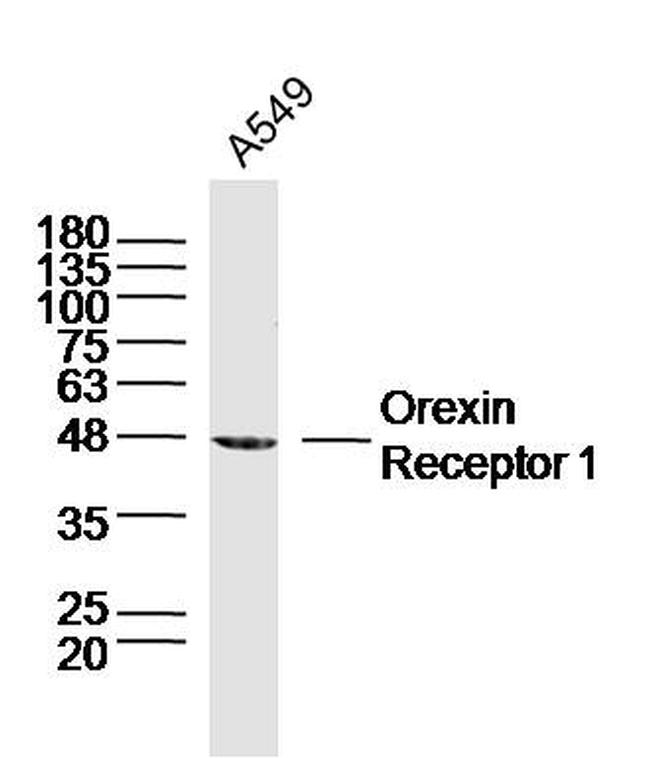 Orexin Receptor Type 1 Antibody in Western Blot (WB)