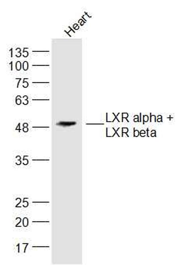 LXR alpha + LXR beta Antibody in Western Blot (WB)