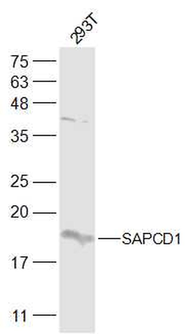 SAPCD1 Antibody in Western Blot (WB)
