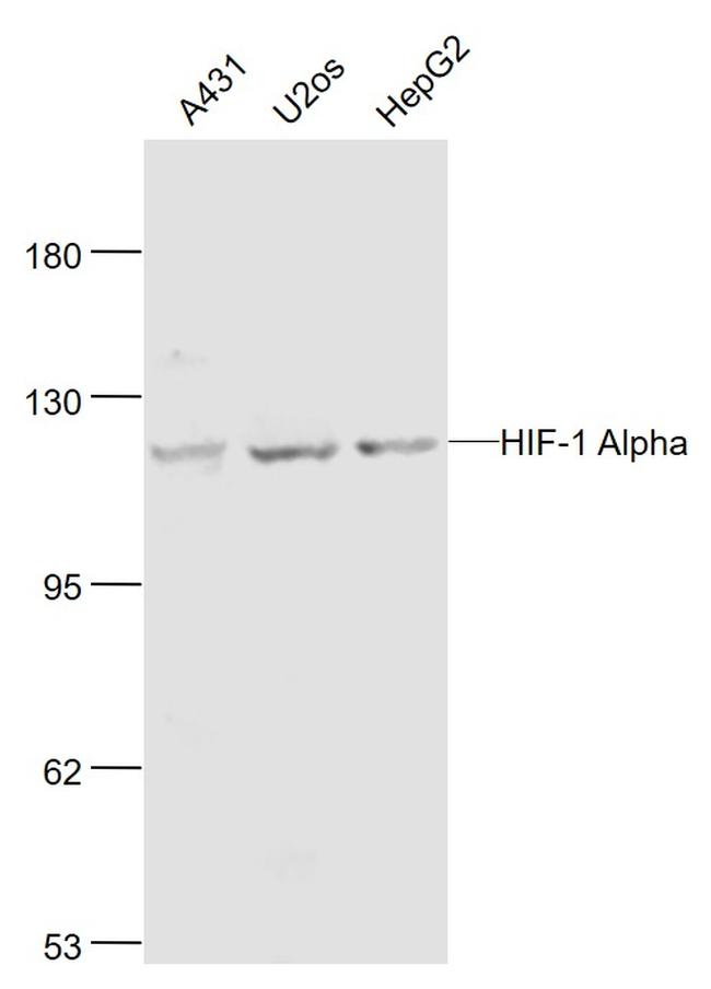 HIF-1 Alpha Antibody in Western Blot (WB)