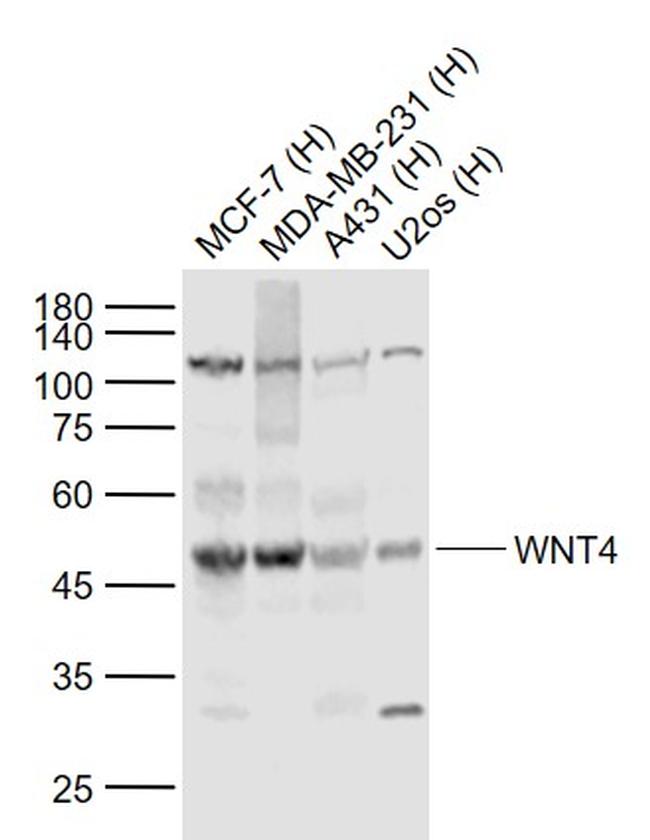 WNT4 Antibody in Western Blot (WB)