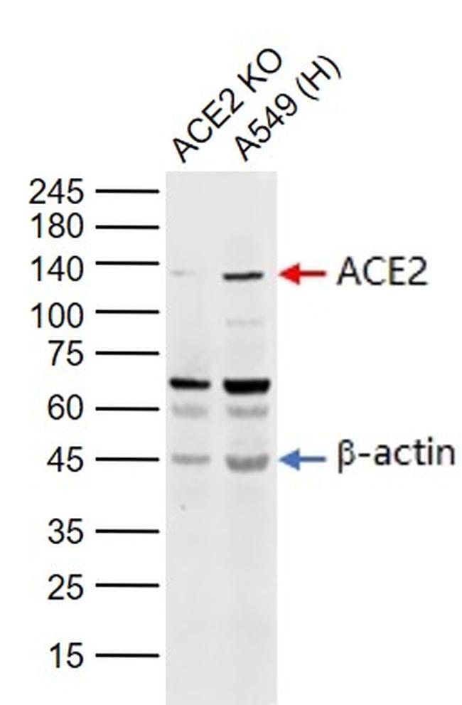 ACE2 Antibody in Western Blot (WB)