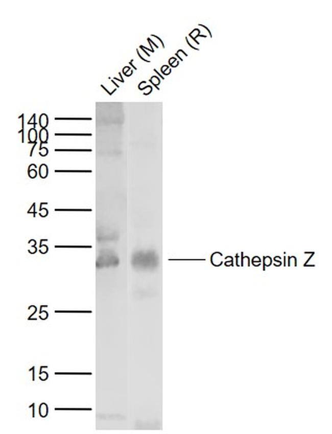 Cathepsin Z Antibody in Western Blot (WB)