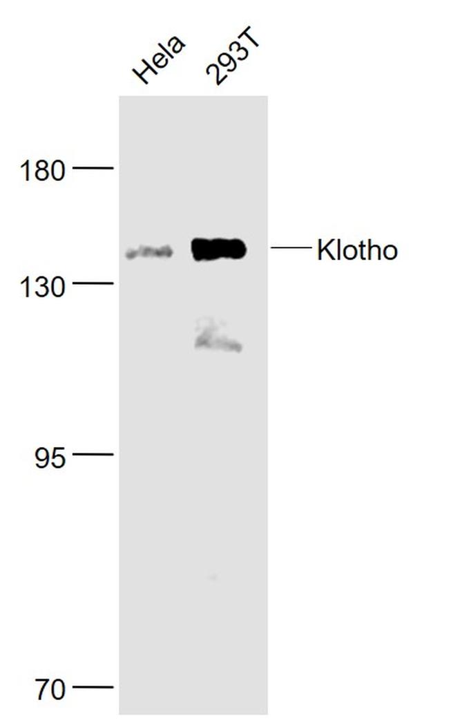 Klotho Antibody in Western Blot (WB)