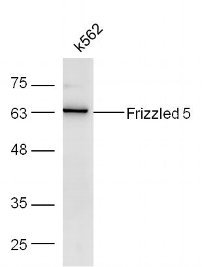 Frizzled 5/8 Antibody in Western Blot (WB)