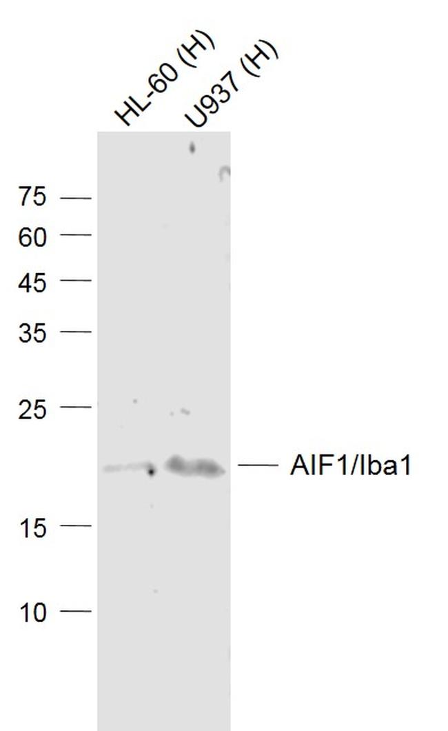 AIF1/Iba1 Antibody in Western Blot (WB)