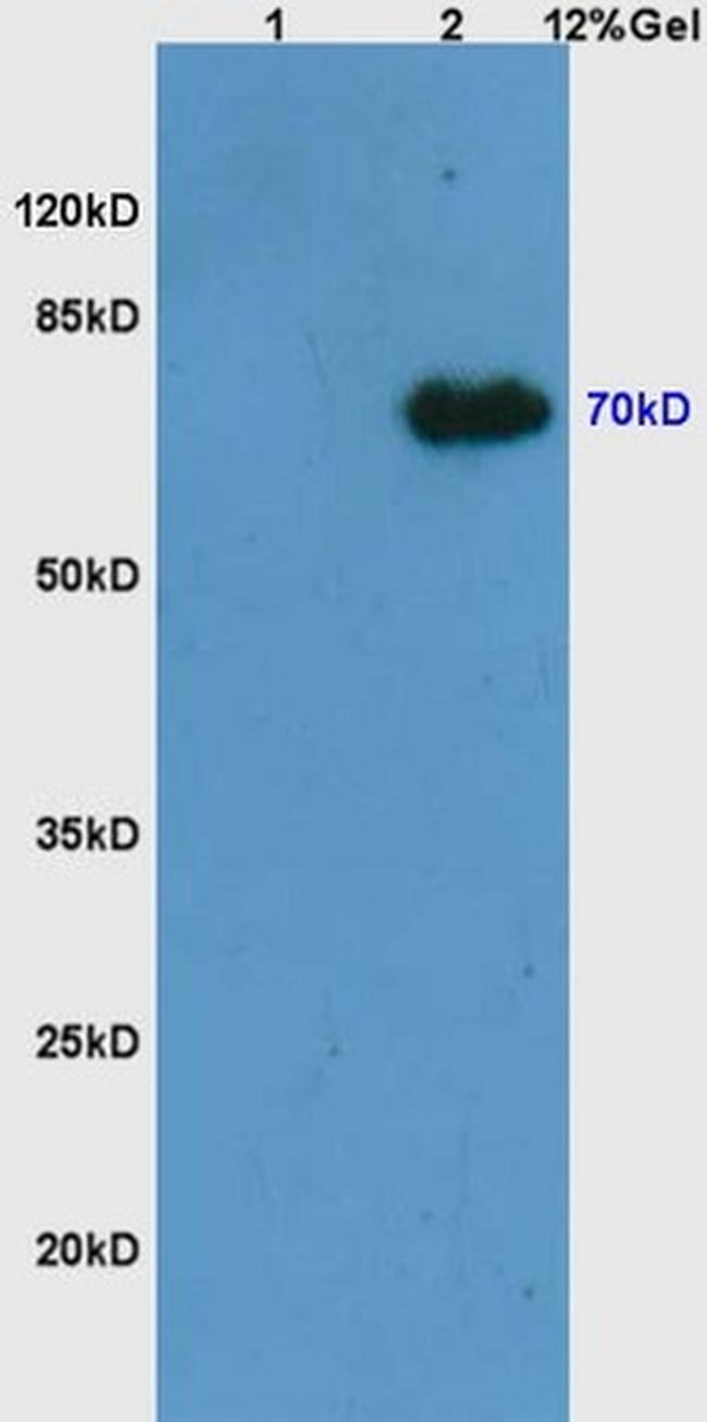Phospho-Syk (Tyr525, Tyr526) Antibody in Western Blot (WB)