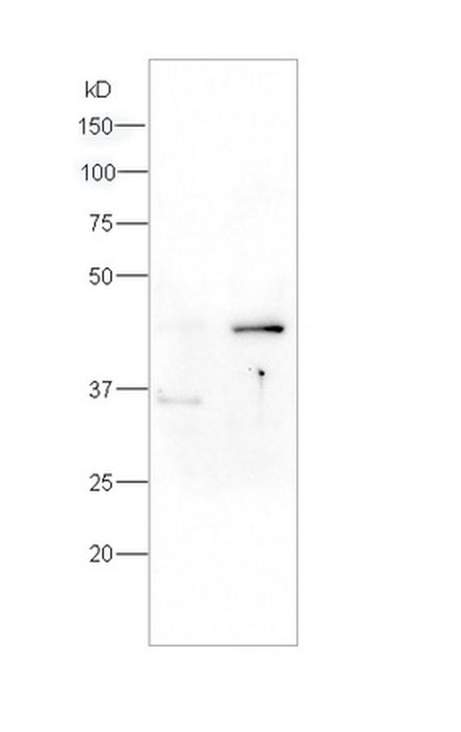 Phospho-Caspase-9 (Ser196) Antibody in Western Blot (WB)