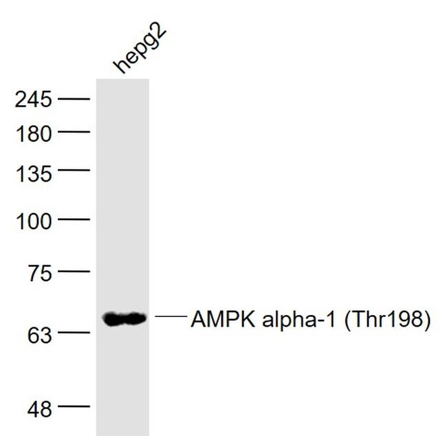 Phospho-AMPK alpha-1 (Thr198) Antibody in Western Blot (WB)