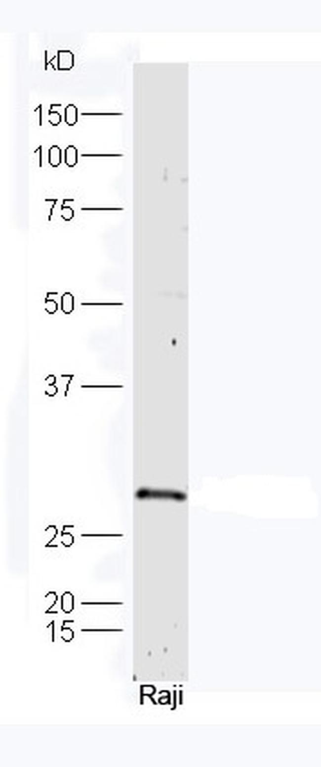 Lin-28 Antibody in Western Blot (WB)