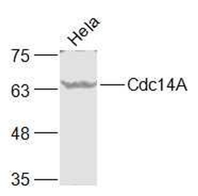 Cdc14A Antibody in Western Blot (WB)
