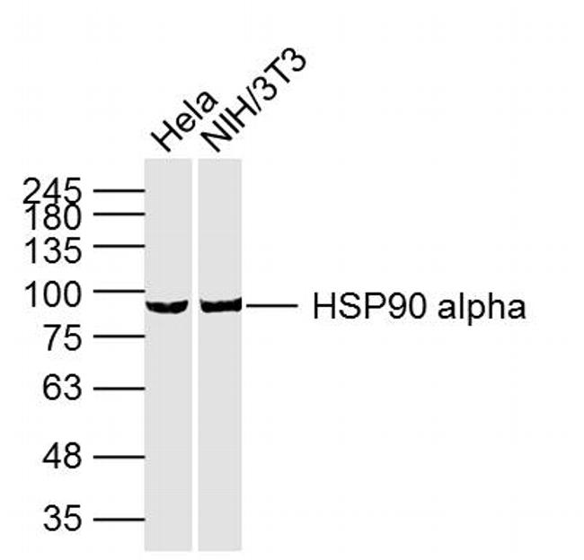 HSP90A Antibody in Western Blot (WB)