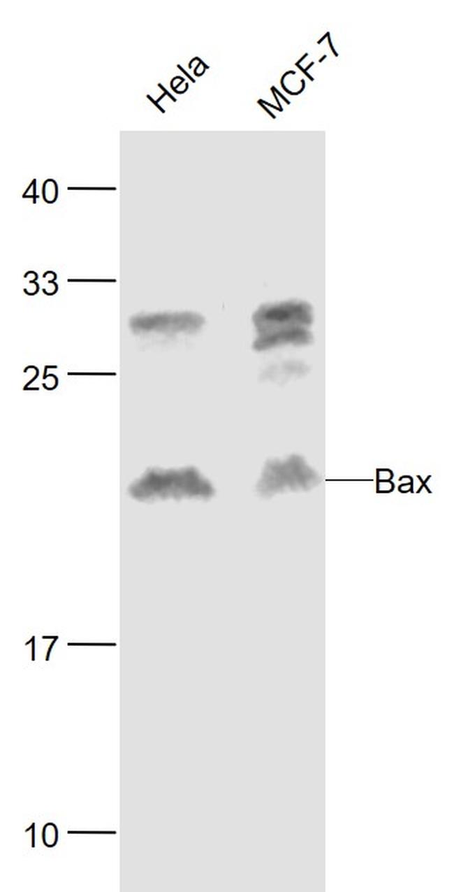 Bax Antibody in Western Blot (WB)
