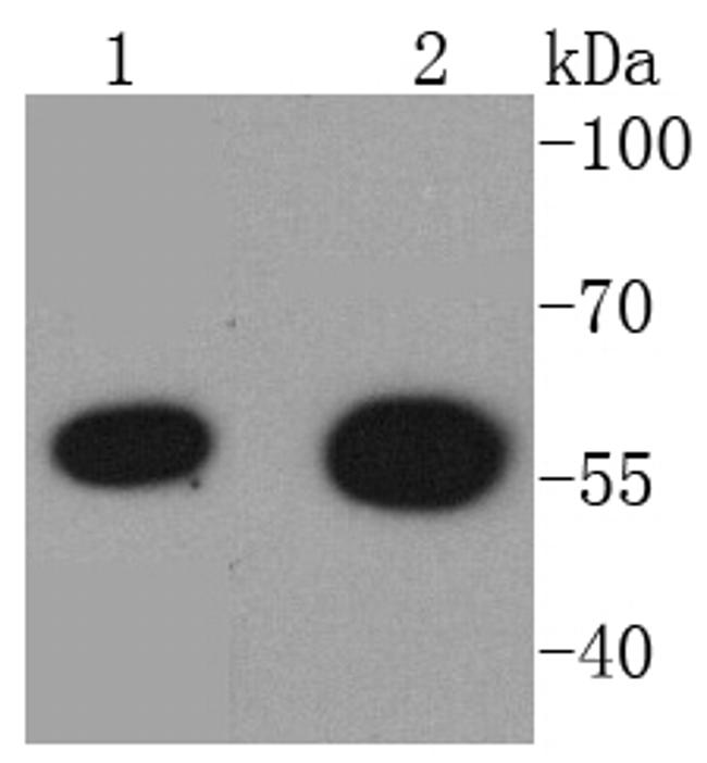 HDAC2 Antibody in Western Blot (WB)