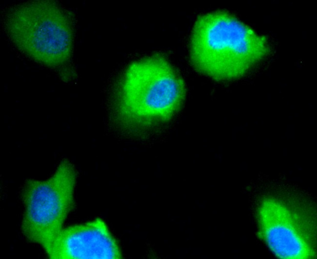 Neuropilin-1 Antibody in Immunocytochemistry (ICC/IF)