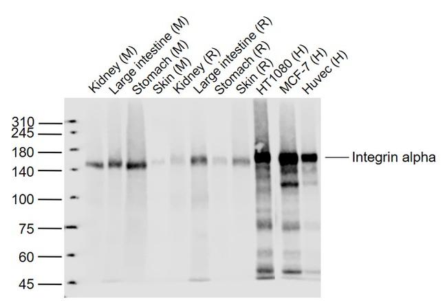 Integrin alpha 2 Antibody in Western Blot (WB)