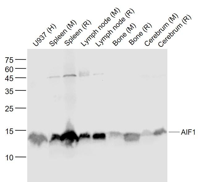 AIF1 Antibody in Western Blot (WB)
