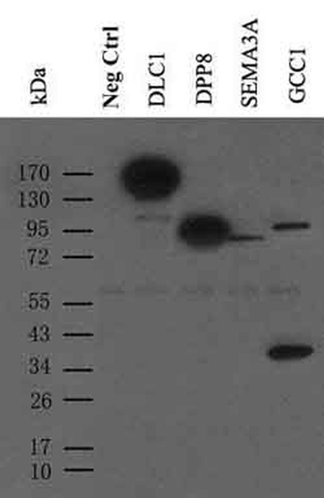 c-Myc Antibody in Western Blot (WB)