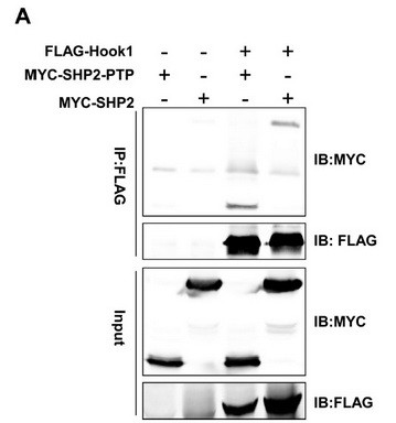 c-Myc Antibody in Immunoprecipitation (IP)