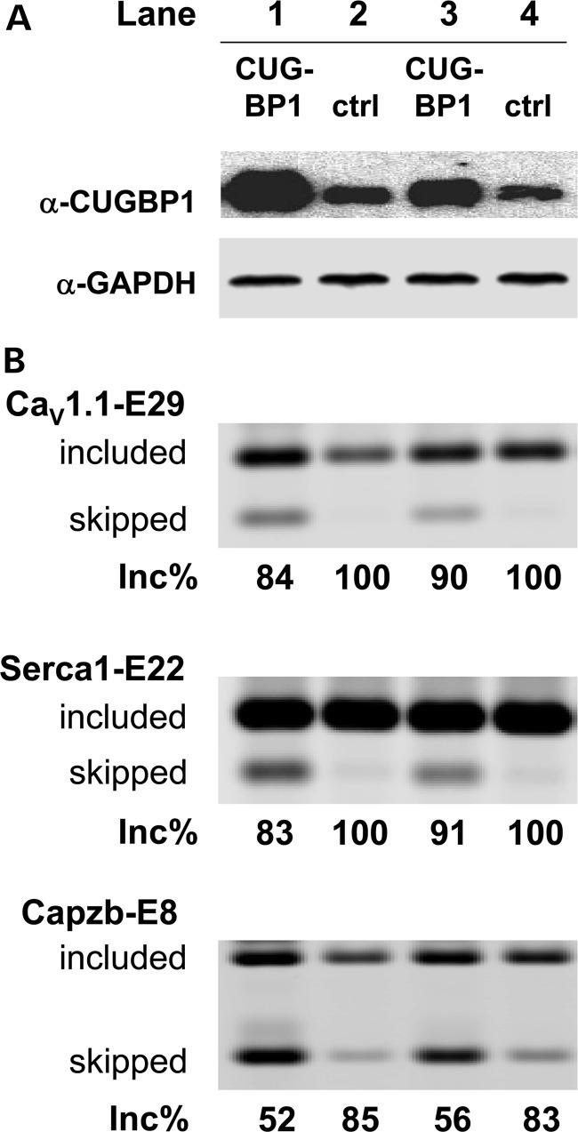 CaV1.1 Antibody in Western Blot (WB)