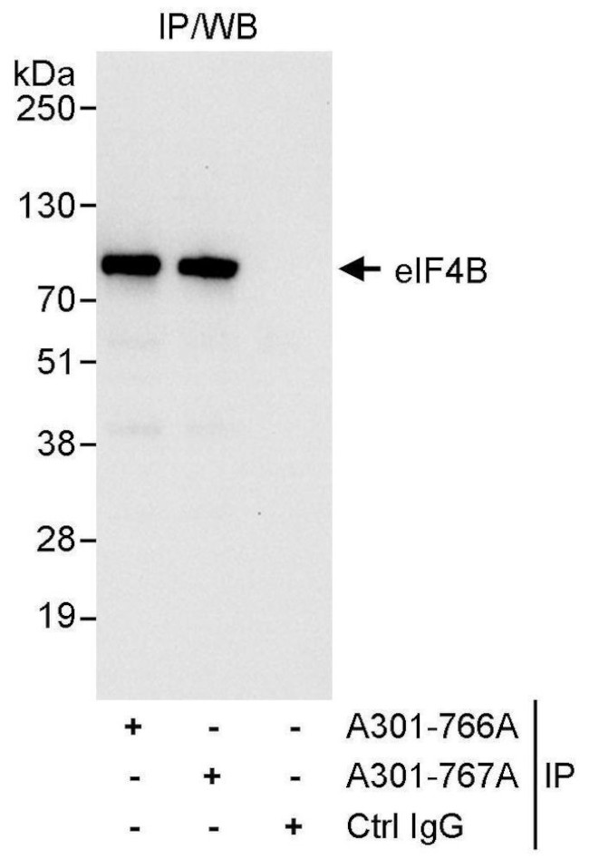 eIF4B Antibody in Immunoprecipitation (IP)