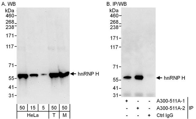 hnRNP-H Antibody in Western Blot (WB)
