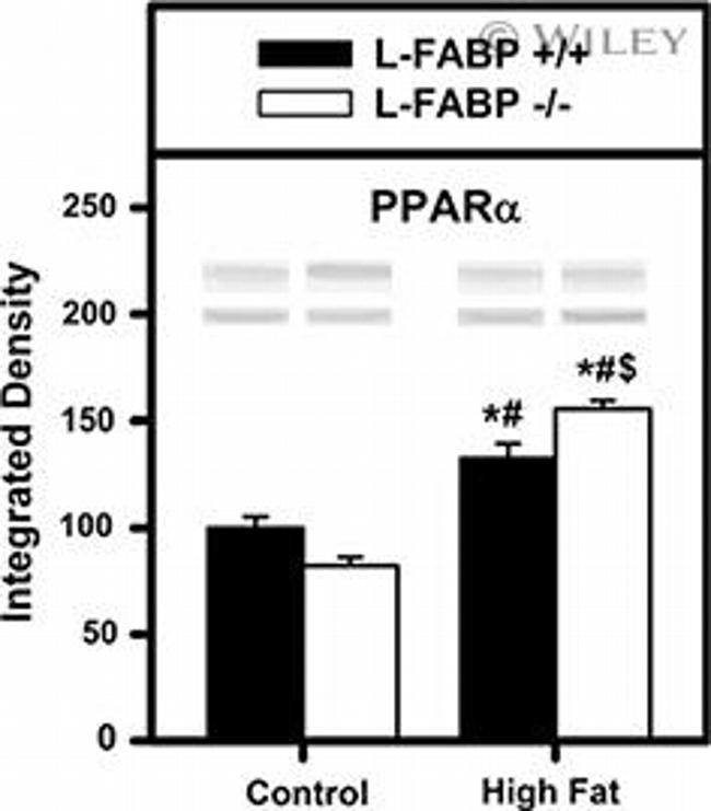 PPAR alpha Antibody in Western Blot (WB)