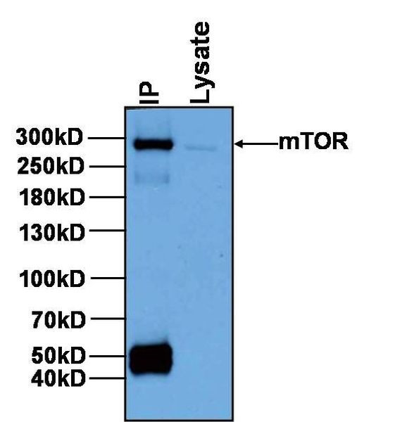 mTOR Antibody in Immunoprecipitation (IP)