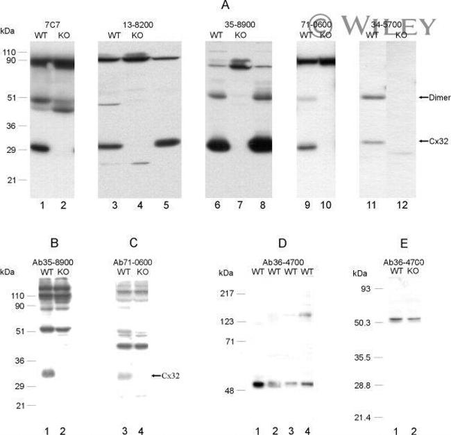 Connexin 47 Antibody in Western Blot (WB)