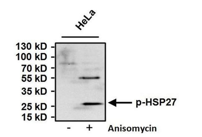 Phospho-HSP27 (Ser15) Antibody in Western Blot (WB)