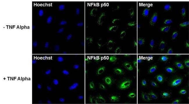 Phospho-NFkB p50 (Ser337) Antibody