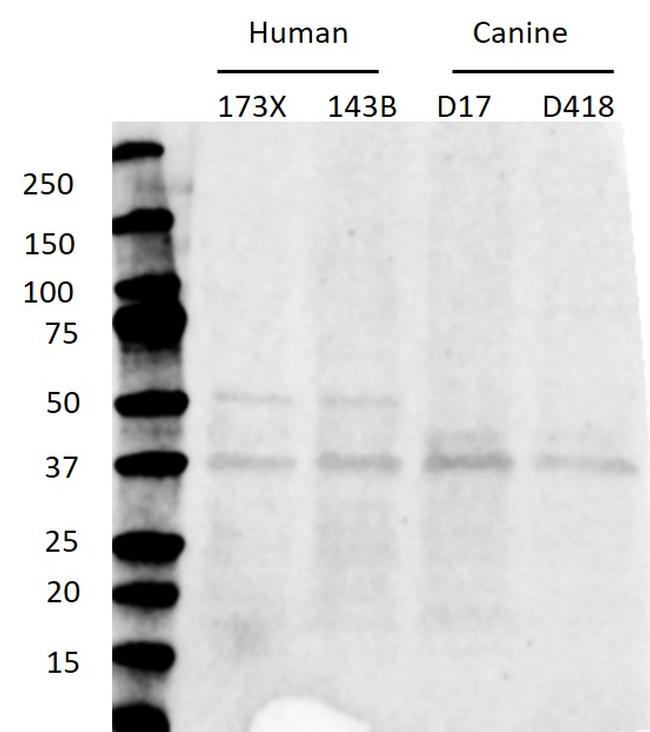 p38 MAPK gamma Antibody in Western Blot (WB)