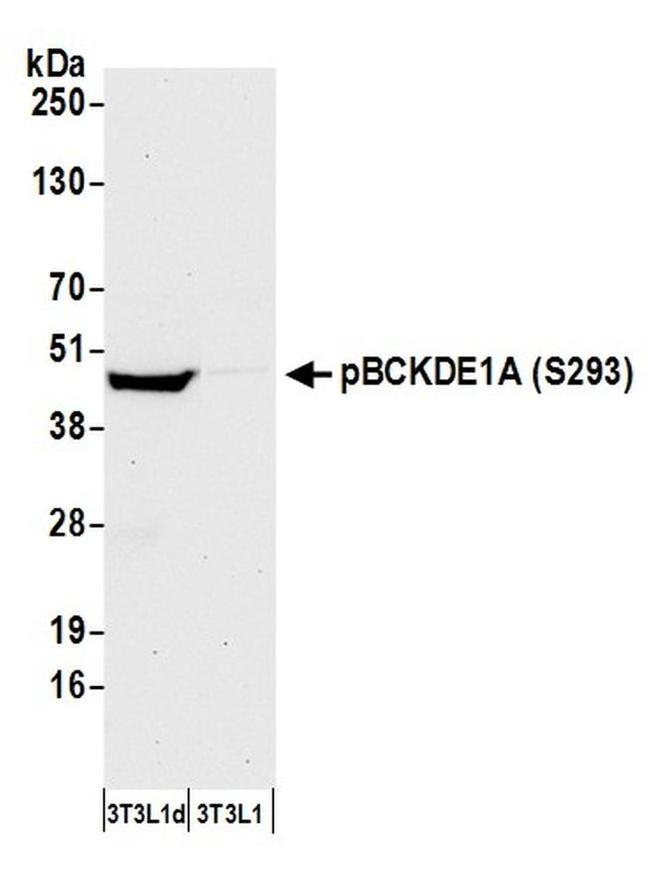Phospho-BCKDE1A (Ser293) Antibody in Western Blot (WB)