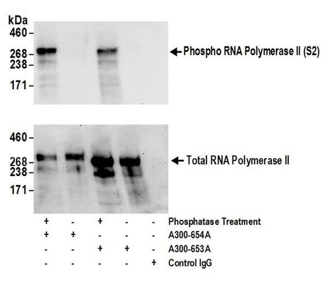 Phospho-RNA Polymerase II (Ser2) Antibody in Western Blot (WB)